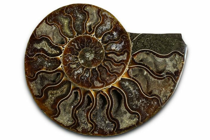 Cut & Polished Ammonite Fossil (Half) - Madagascar #364890